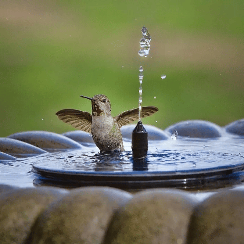 🔥Last Day 49% OFF🎉Solar-Powered Bird Fountain Kit🐦️